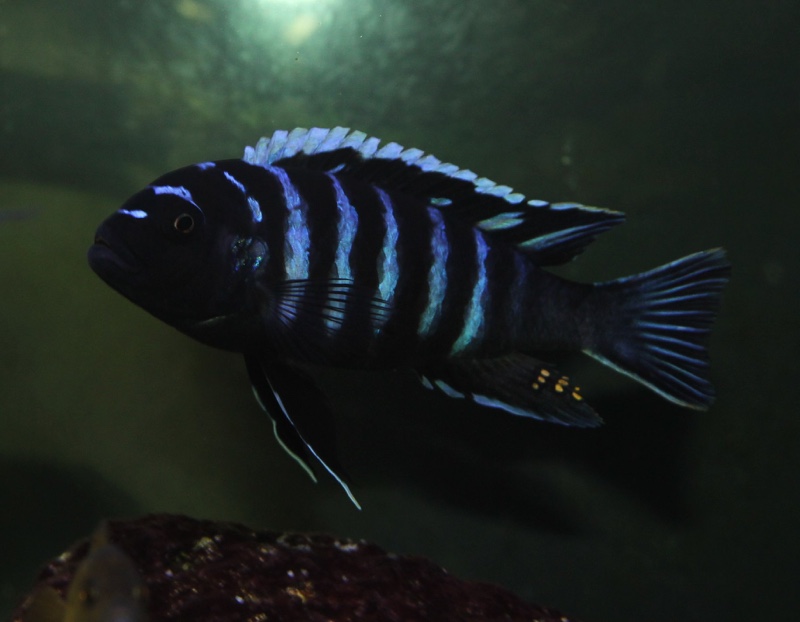 Cynotilapia zebroides 'Ndonga (Deep)'